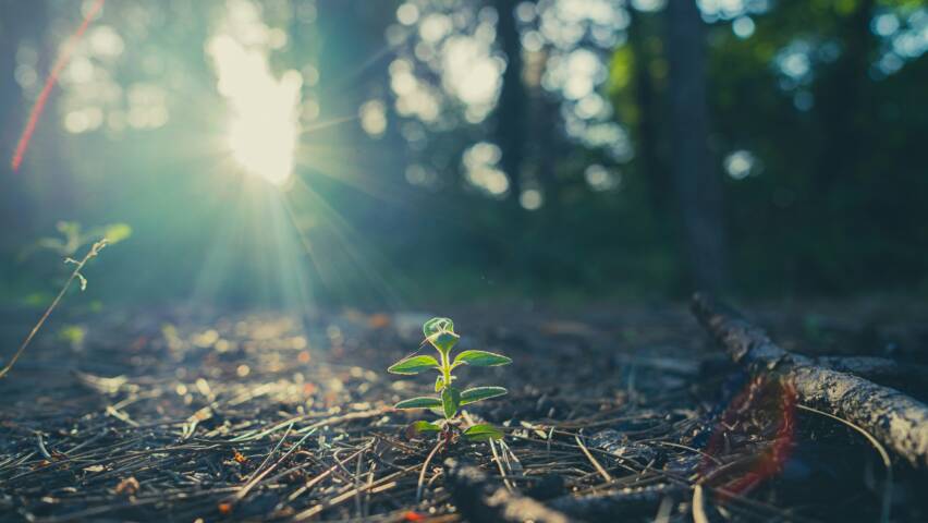 Metsää, aurinkoi paistaa puiden välistä, neulasia maassa.