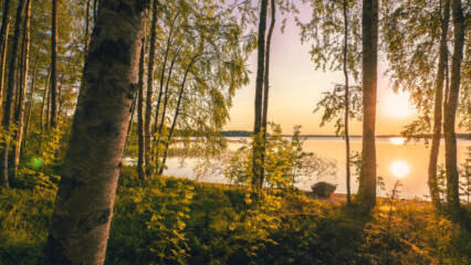Ilta-aurinko metsässä