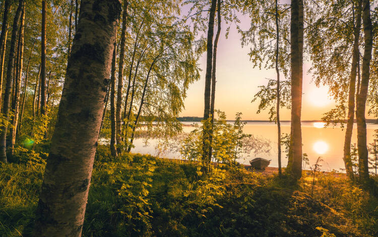 Ilta-aurinko metsässä